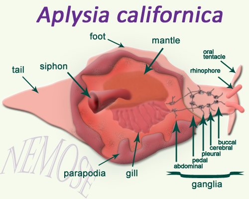 aplysia